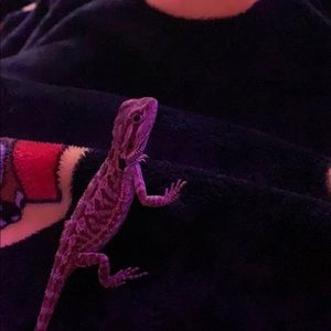 Meet your Posher, Rylie